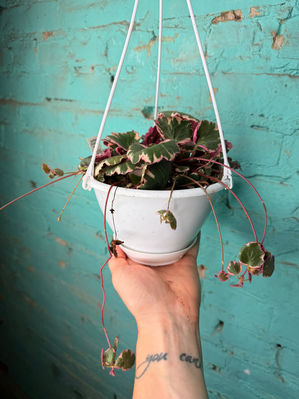 Begonia Strawberry Variegated Basket 6”