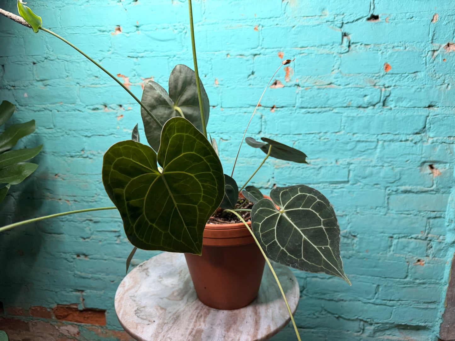 Anthurium Clarinervium 8” (Clay)