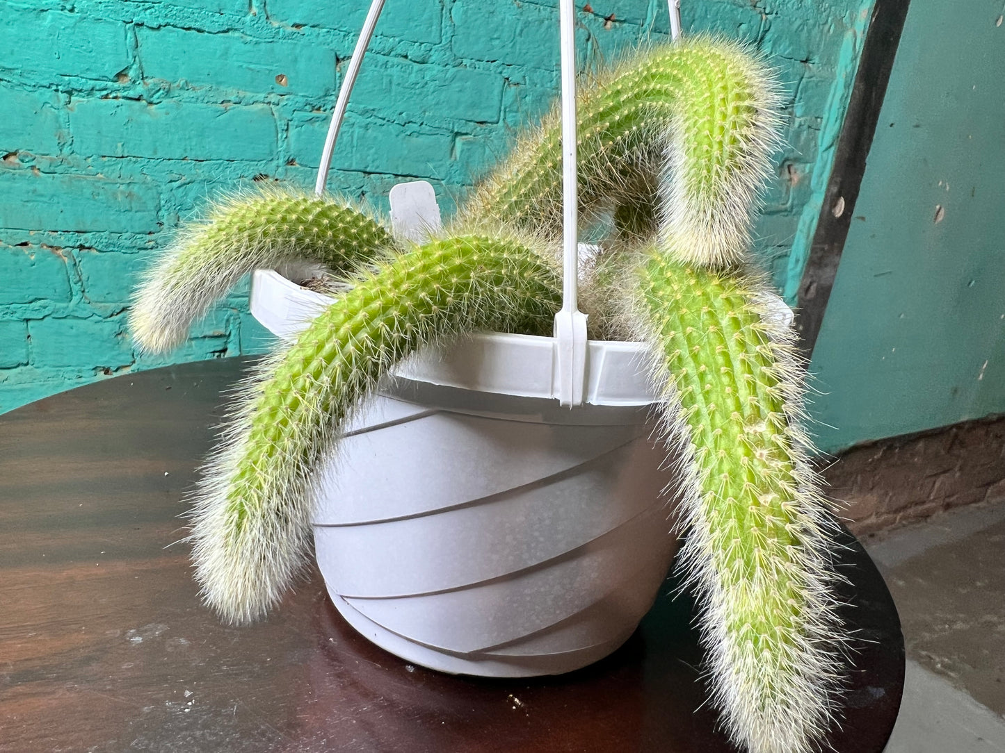 Monkey Tail Cactus 8” basket