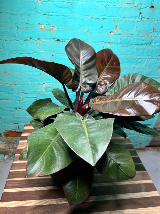 Philodendron Black Cardinal 10”