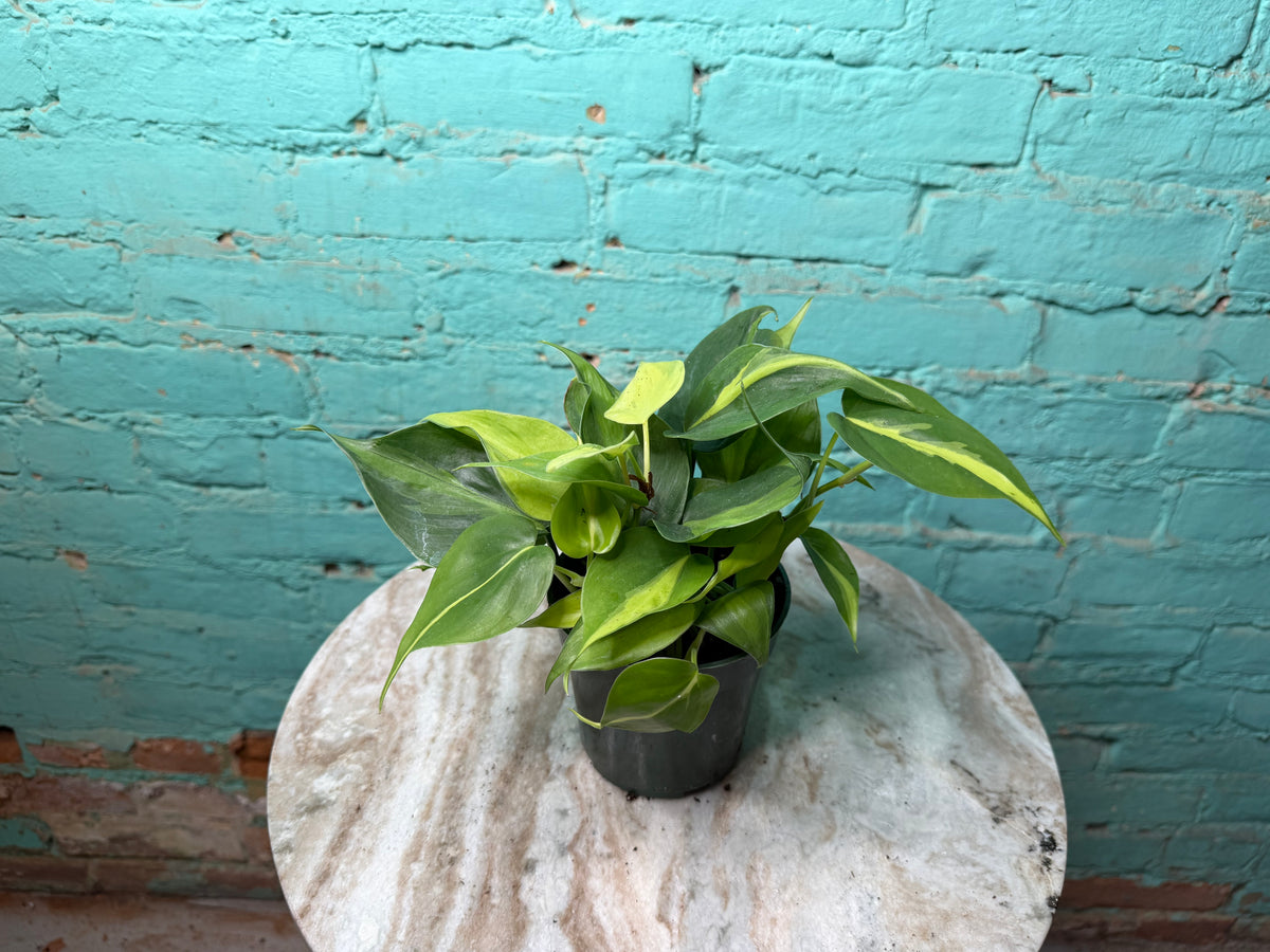Philodendron Brasil 4”