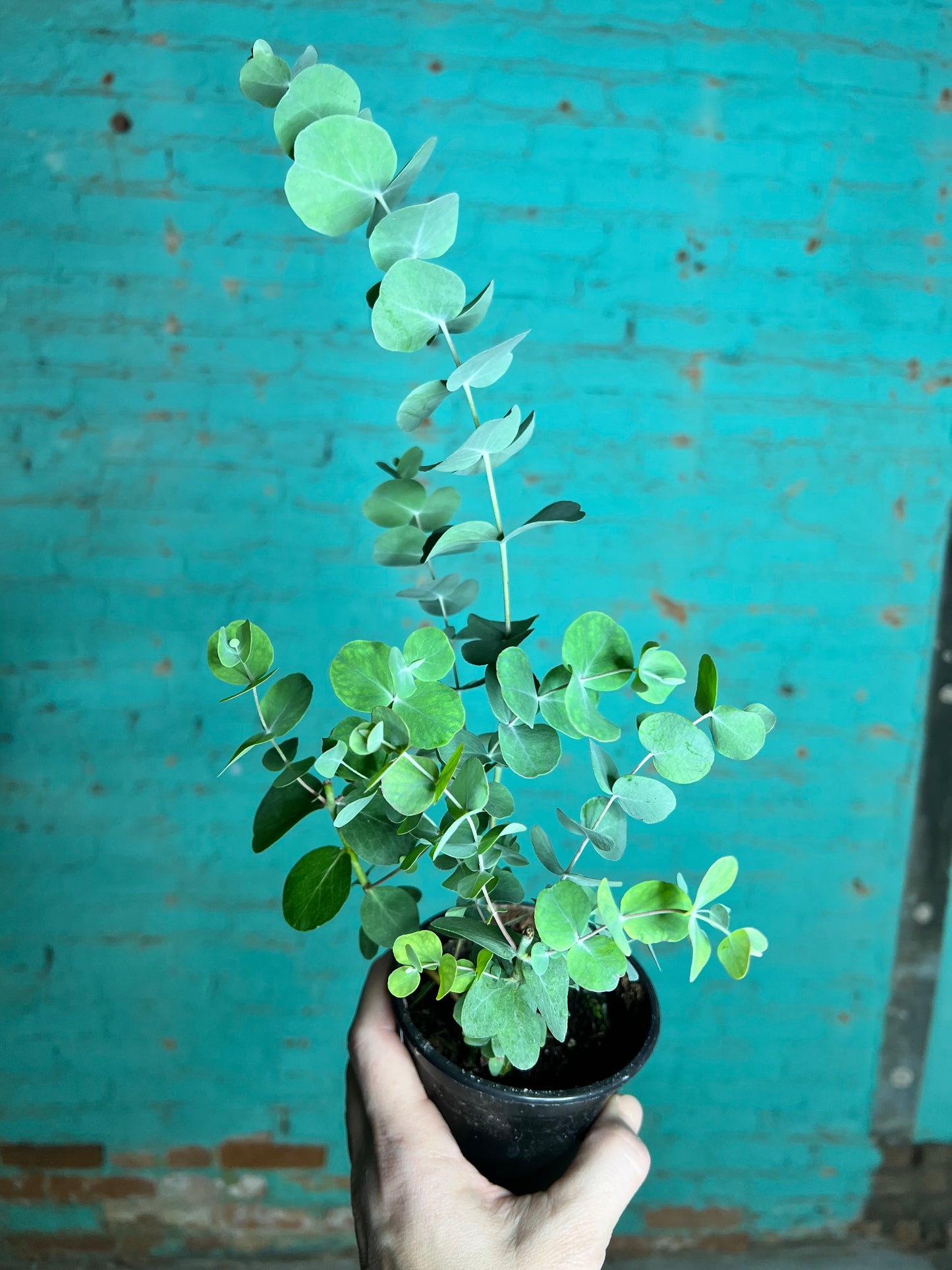 Eucalyptus Silver Dollar 4”