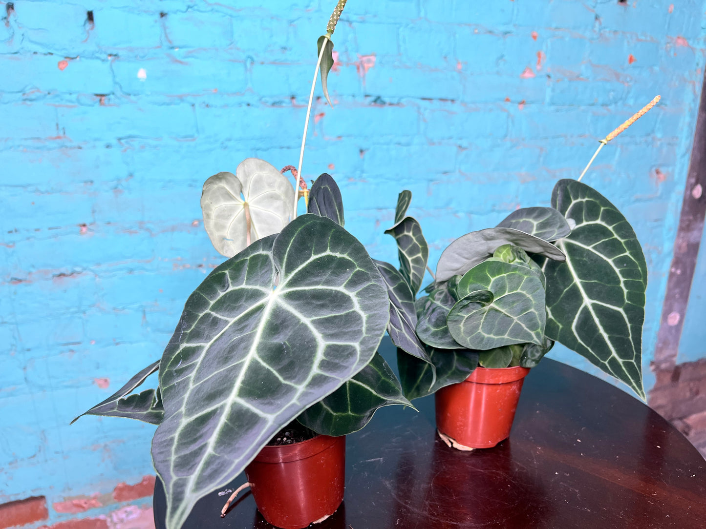 Anthurium Clarinervium 4”