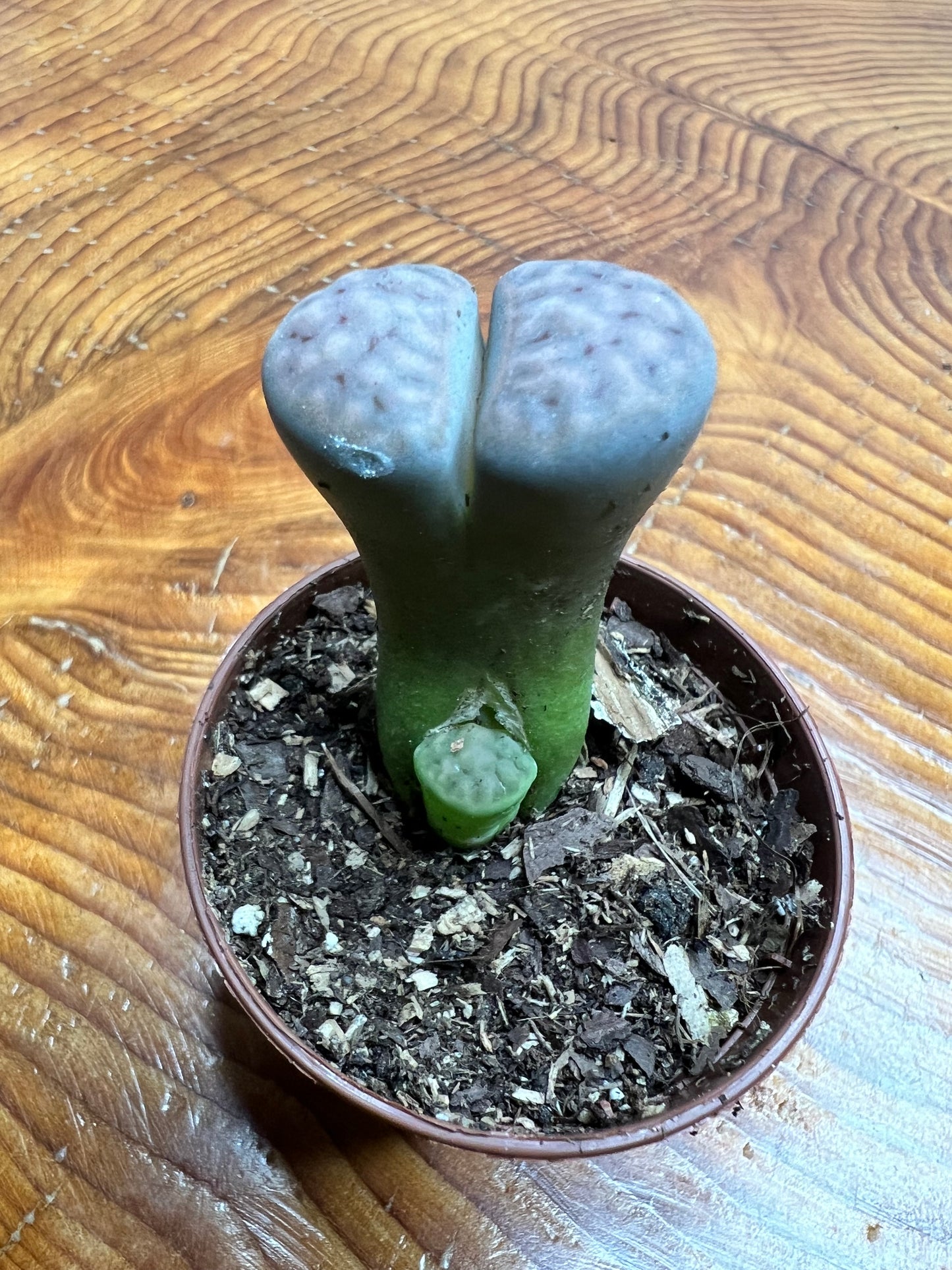 Living Stones (Lithops)