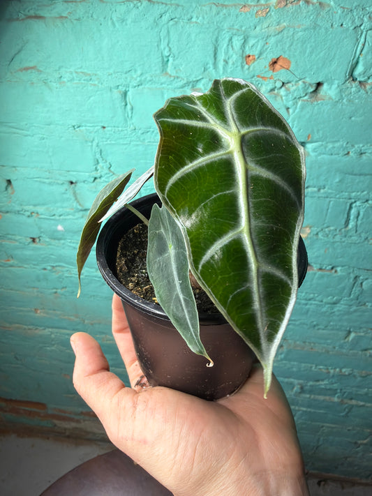 Alocasia Polly 4”