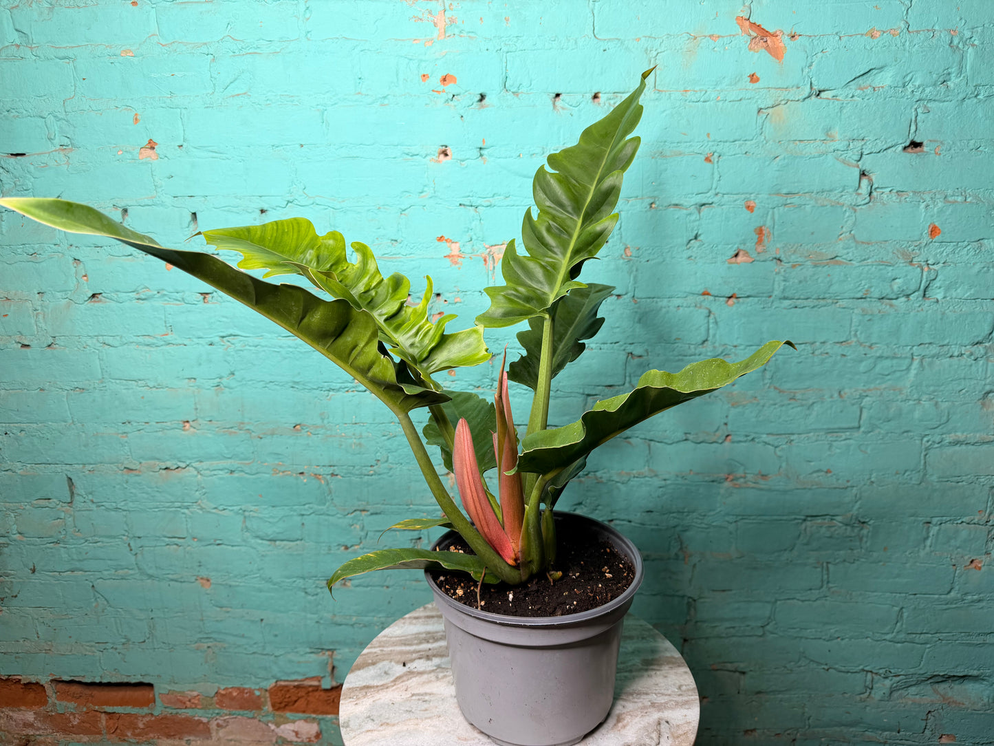 Philodendron Narrow 6”