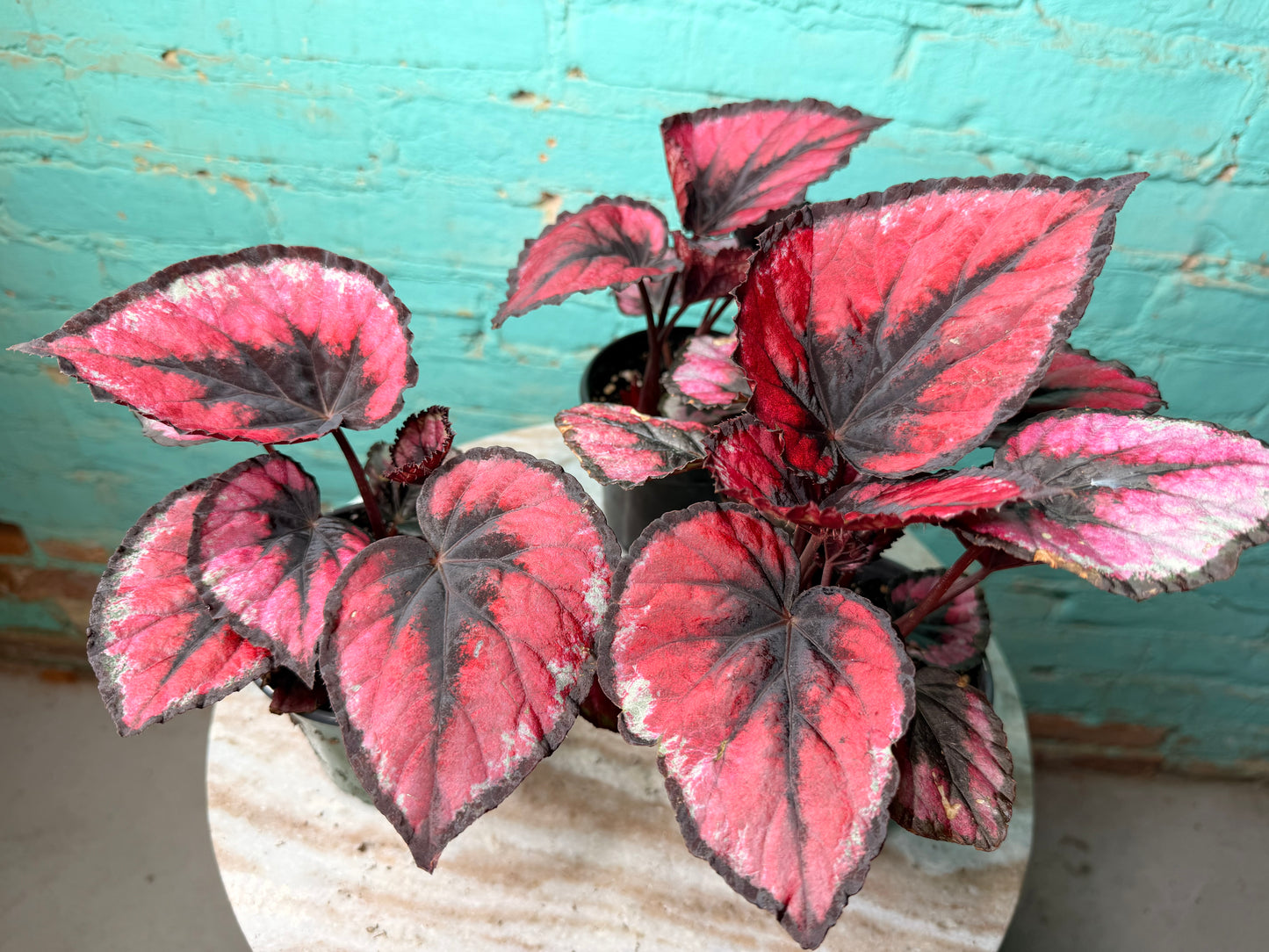 Rex Begonia Red Heart 4”