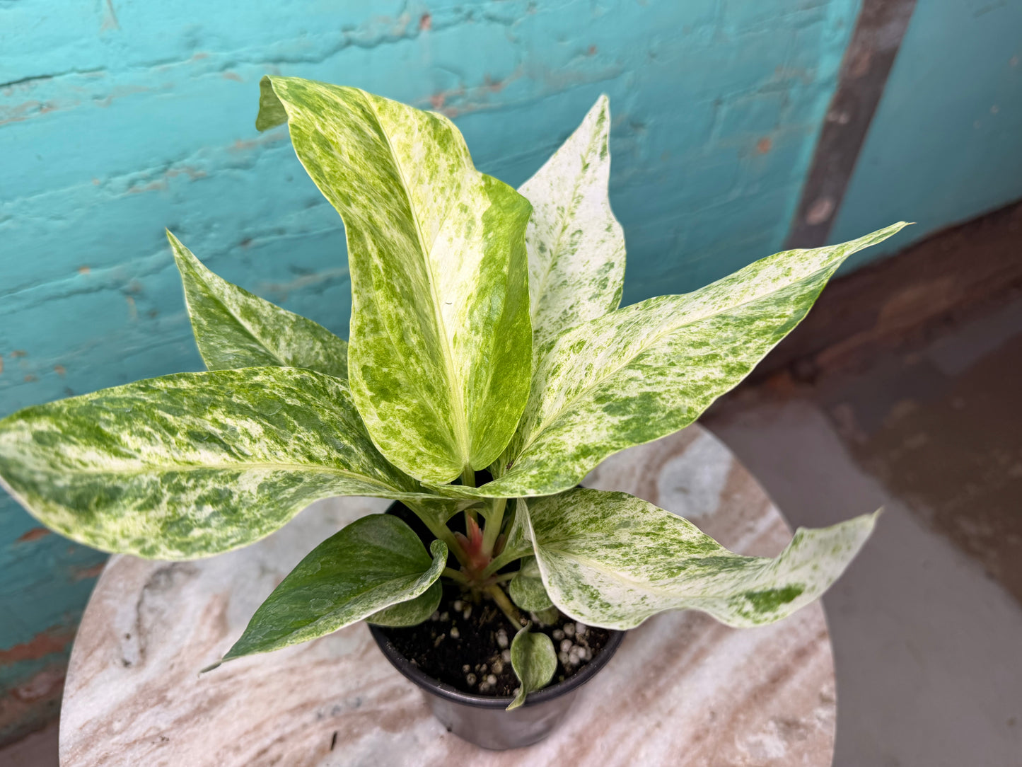 Anthurium Hookeri Variegated 4”