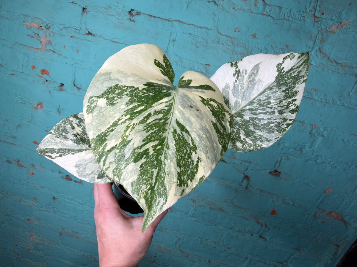 Monstera Crème Brûlée 4”