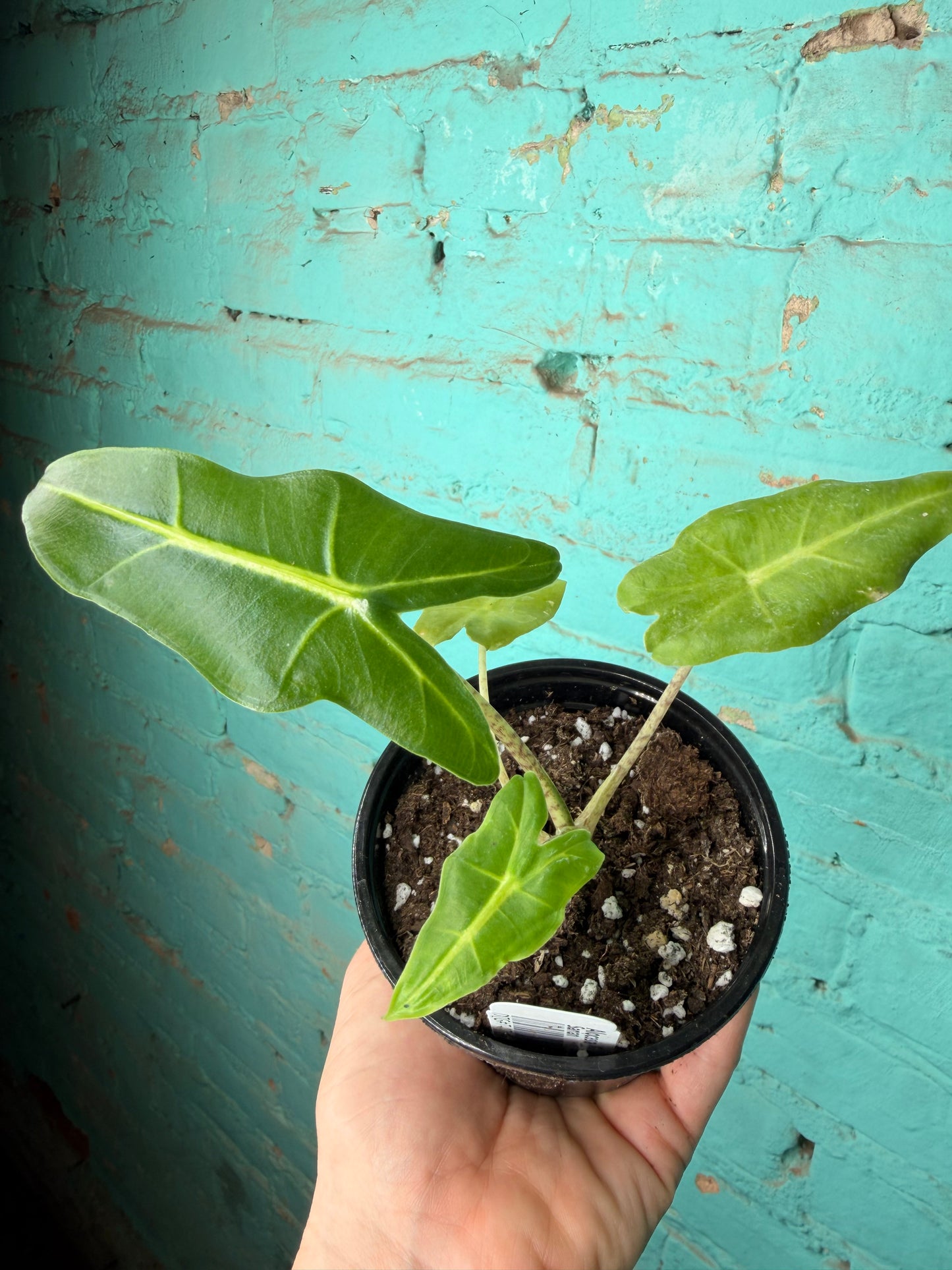 Alocasia Sarian 4”