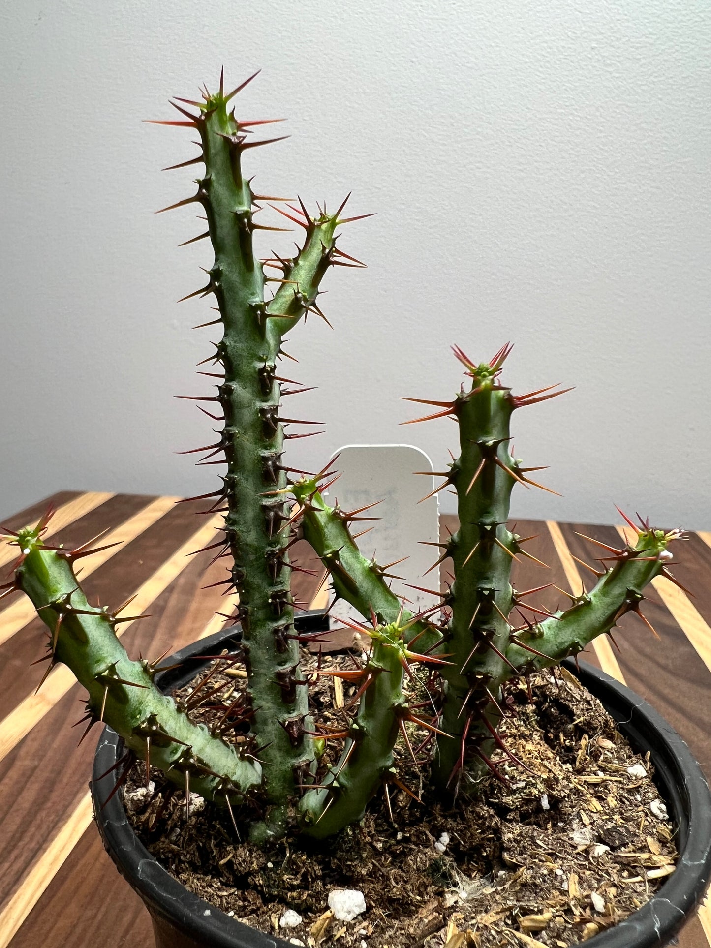 Euphorbia Aeruginosa 4”