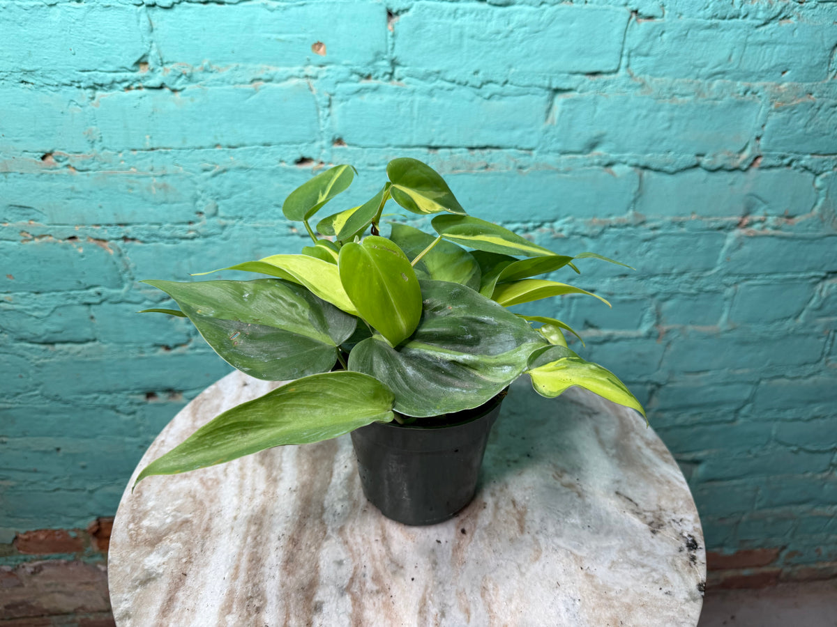 Philodendron Brasil 4”