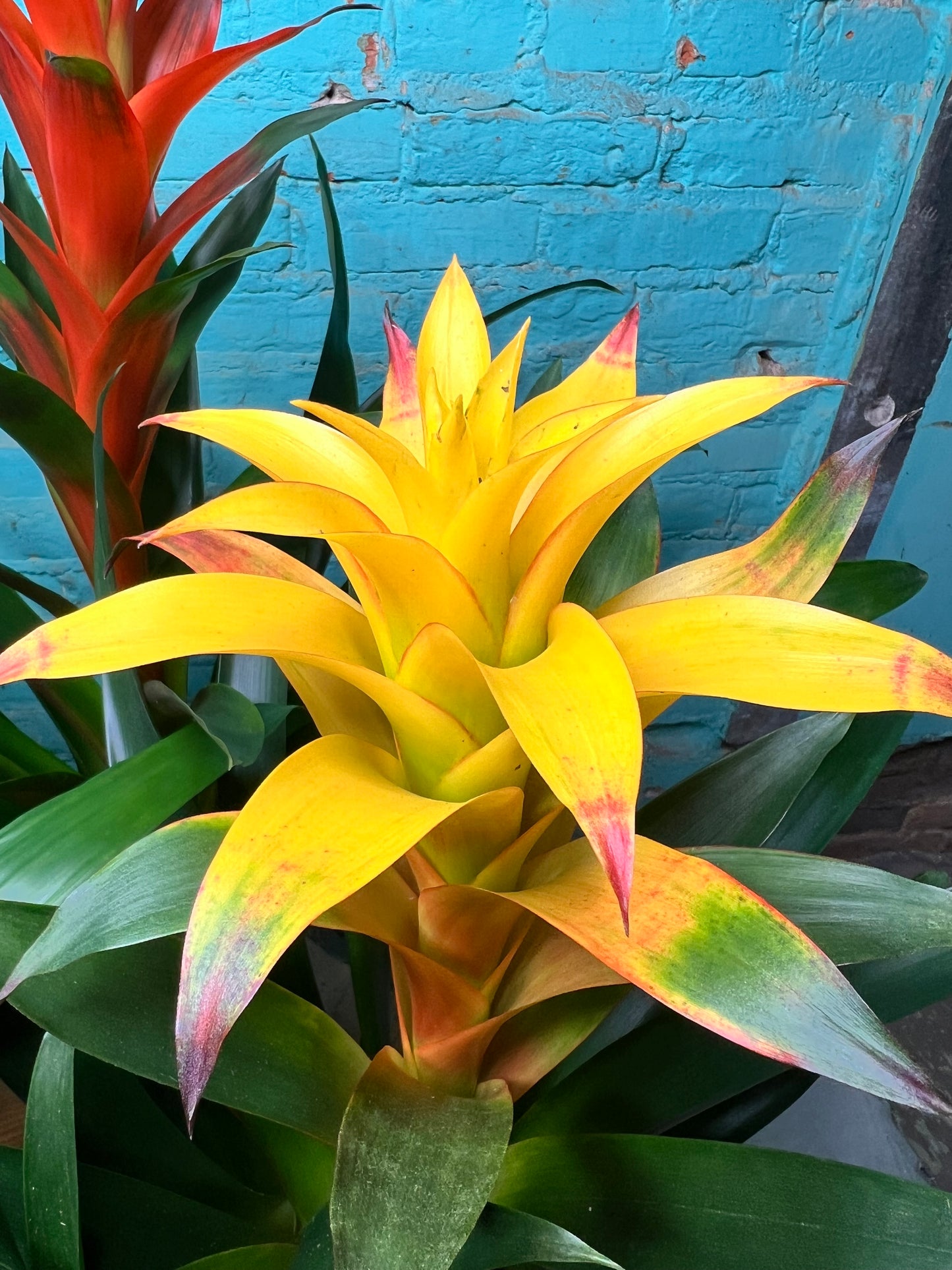 Bromeliad 6”