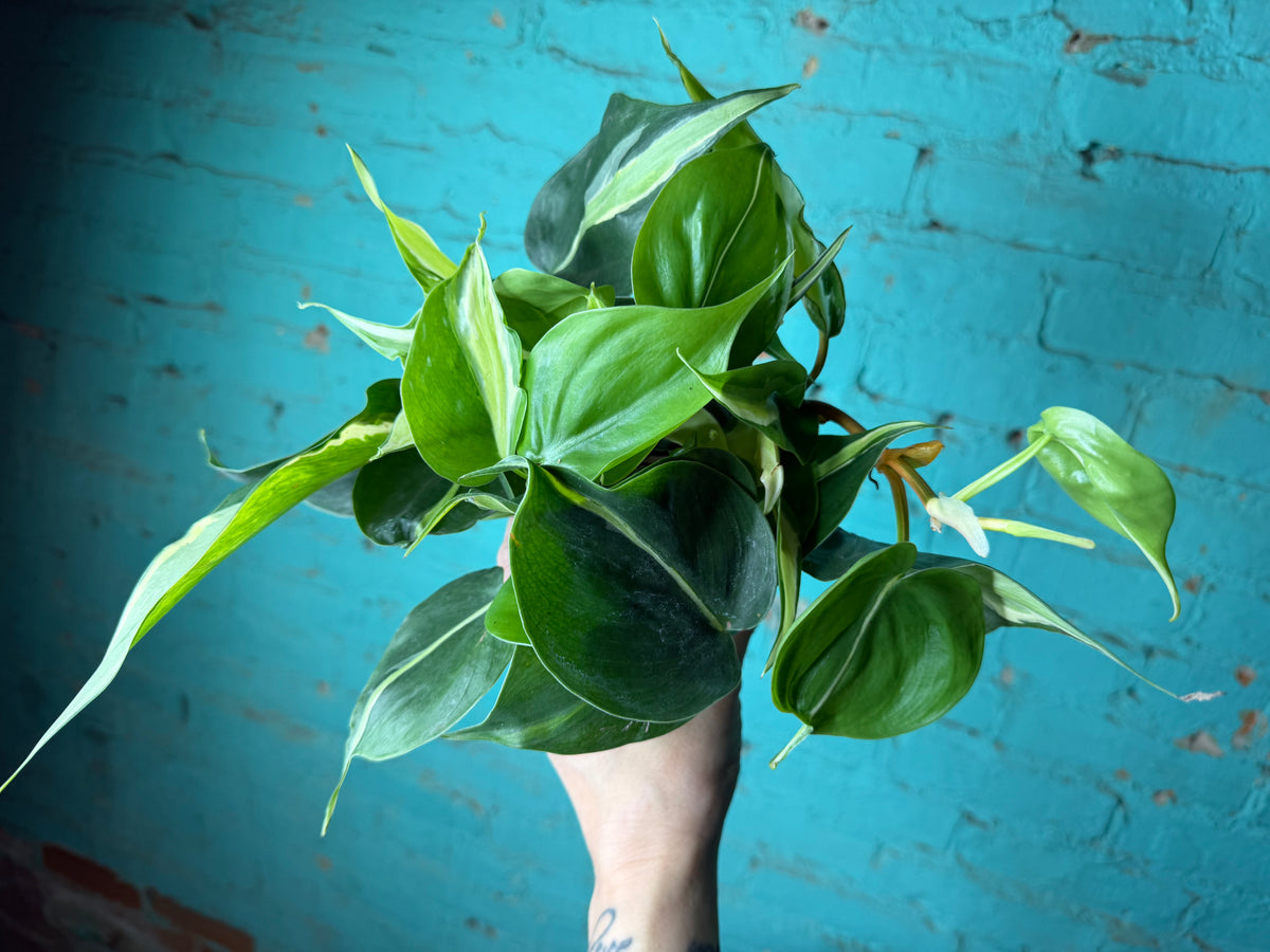 Philodendron Silver Stripe 4”