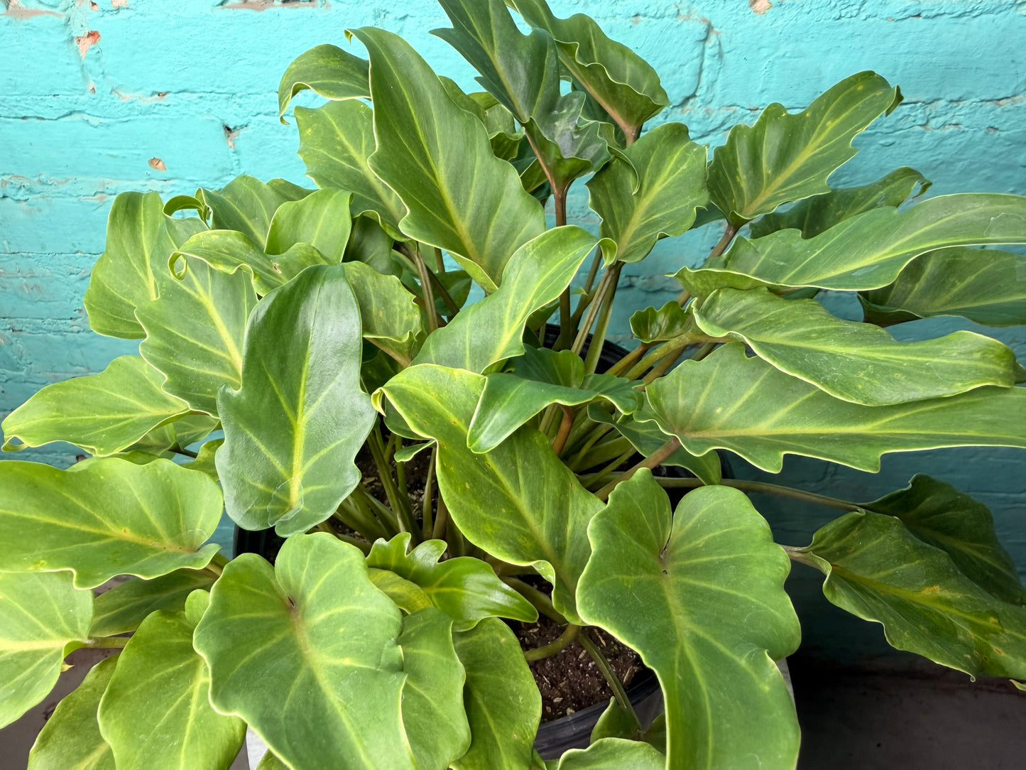 Philodendron Xanadu 10”