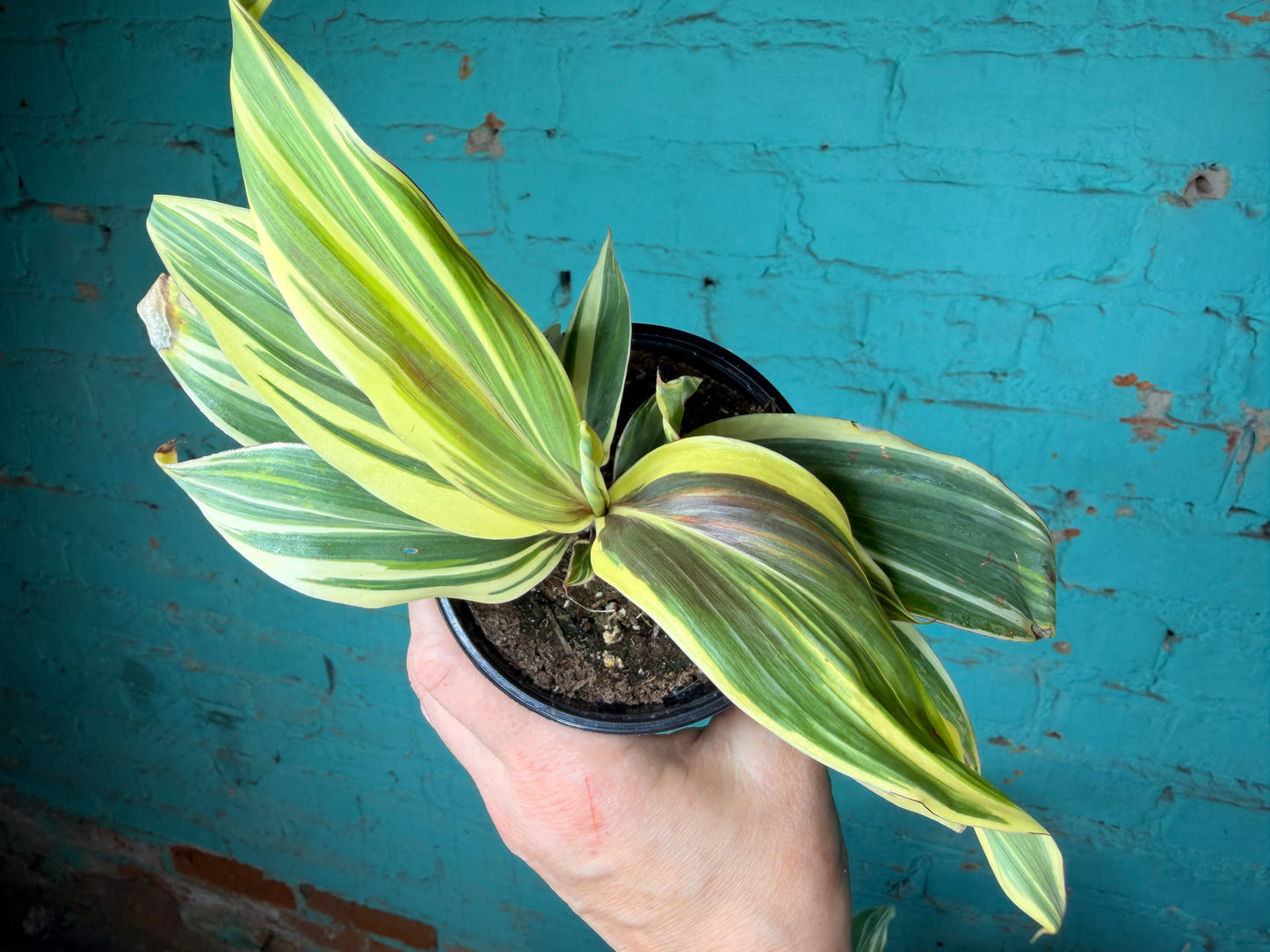Cordyline Terminalis ‘Chocolate Queen' 4”