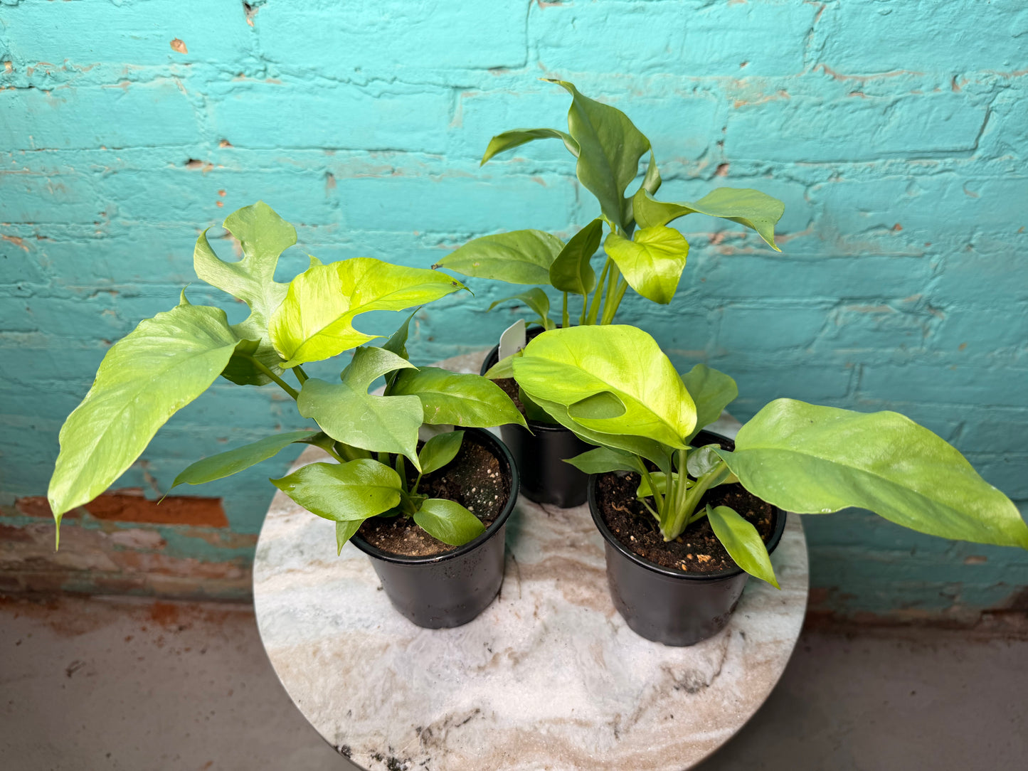 Rhaphidophora Tetrasperma ‘Mini Monstera 4”