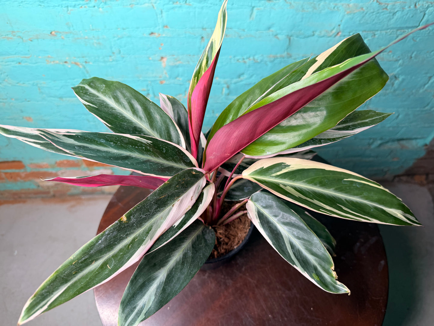 Stromanthe-Triostar 6”