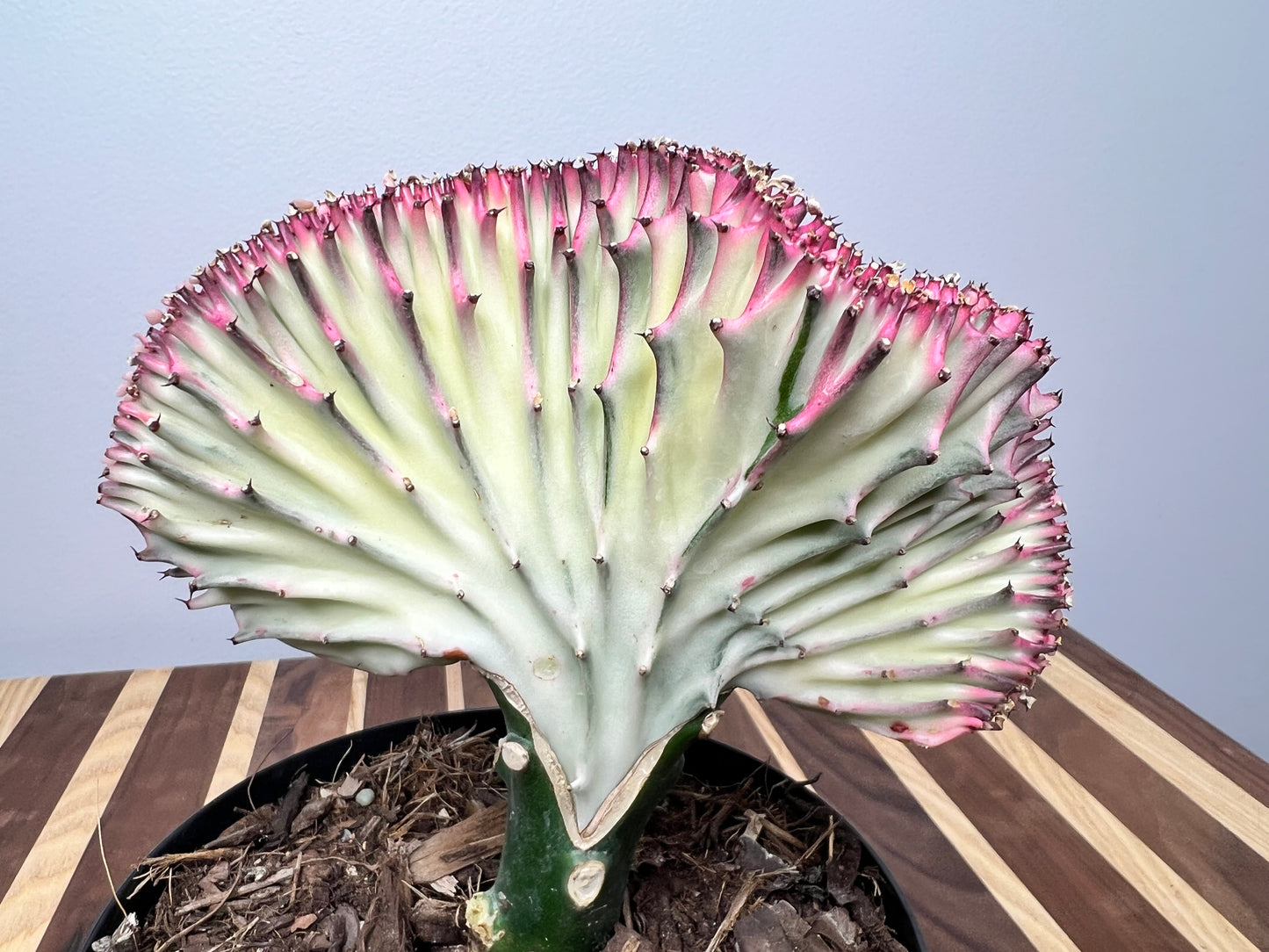 Mermaid Tail- Euphorbia Lactea 6”