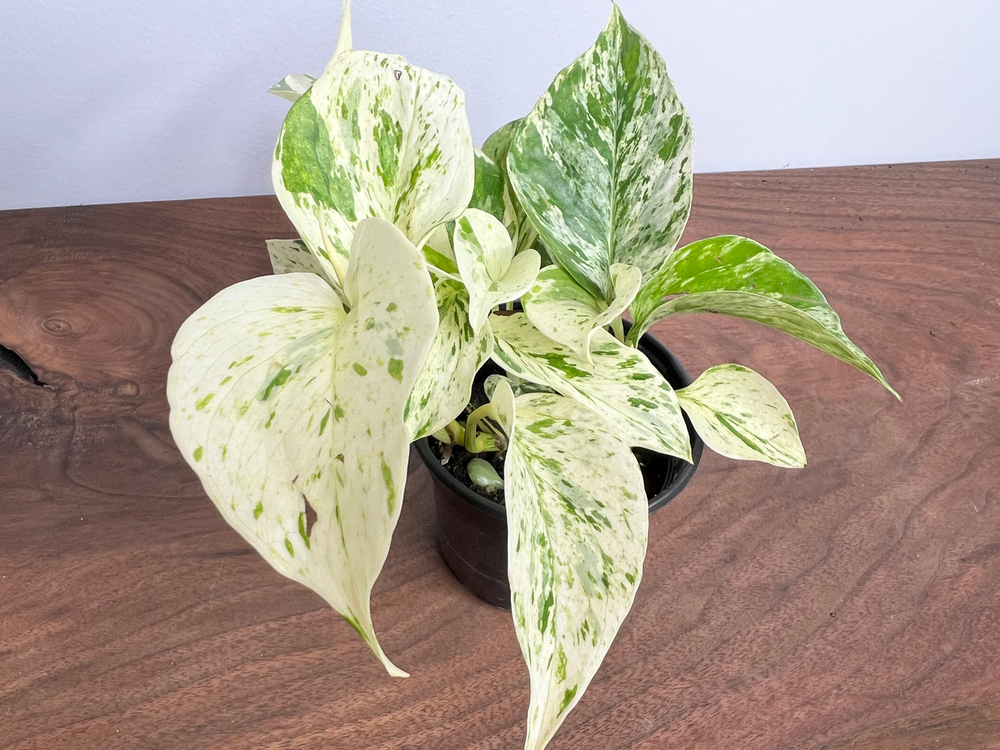 Snow Queen Pothos