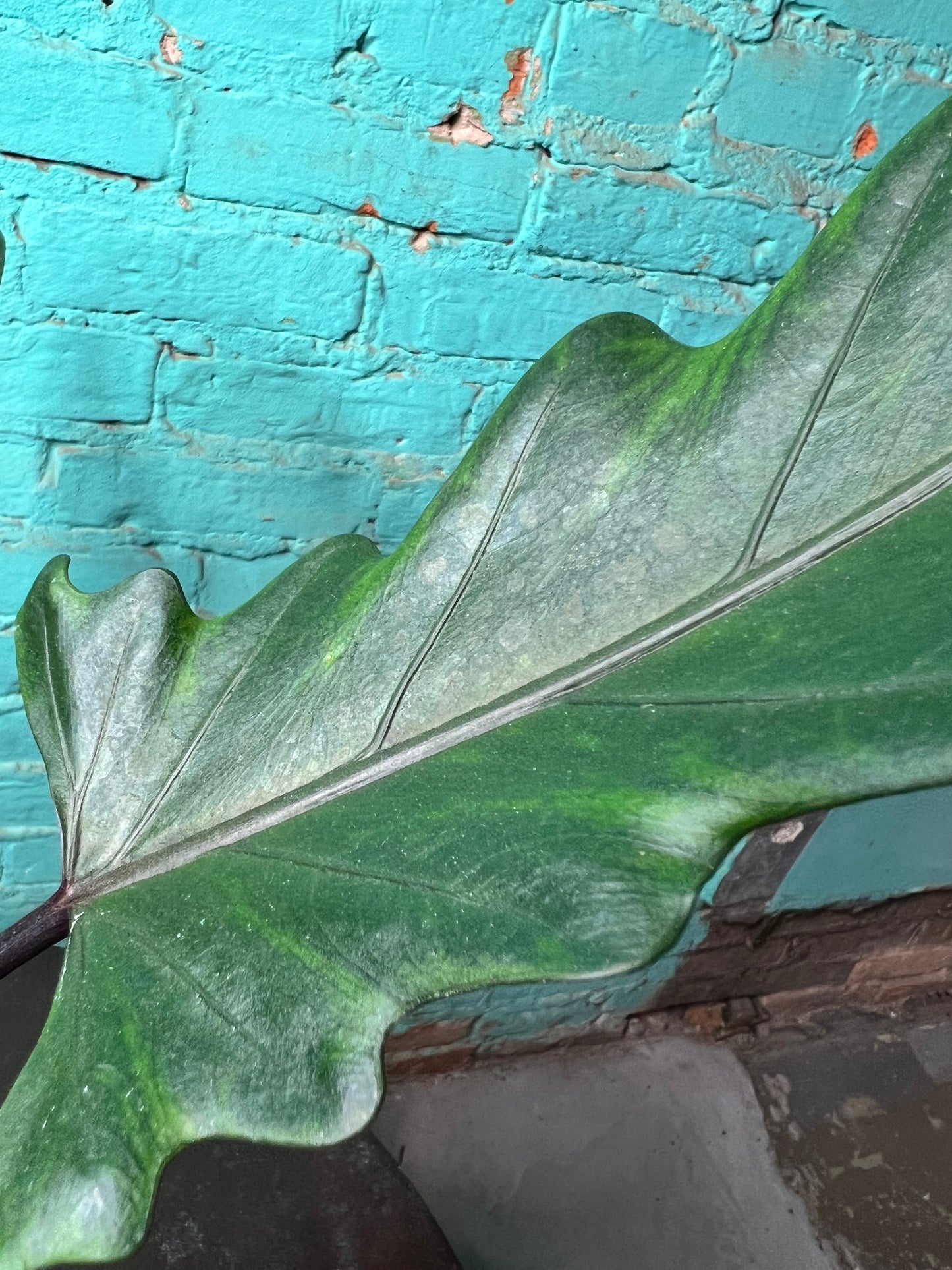 Alocasia Lauterbachiana Mint 4” (Sword Tree)
