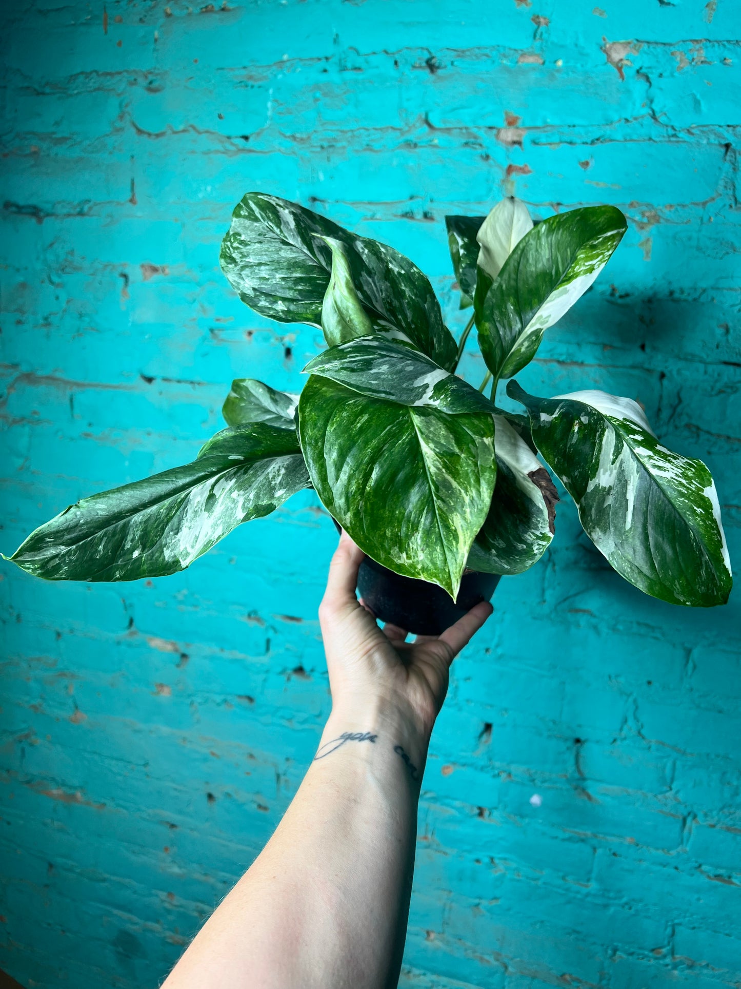 Monstera Lecherlana Variegated 6”