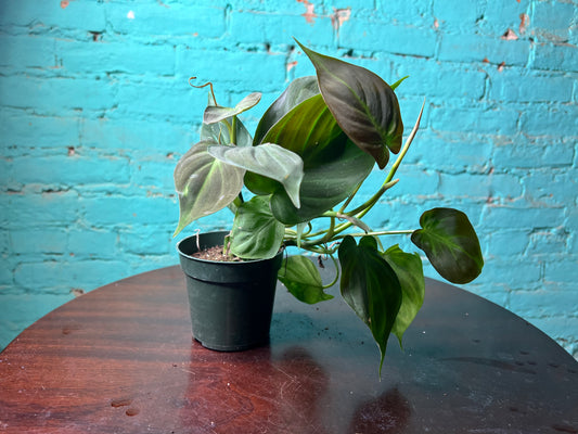 Philodendron Camposportoanum 4”