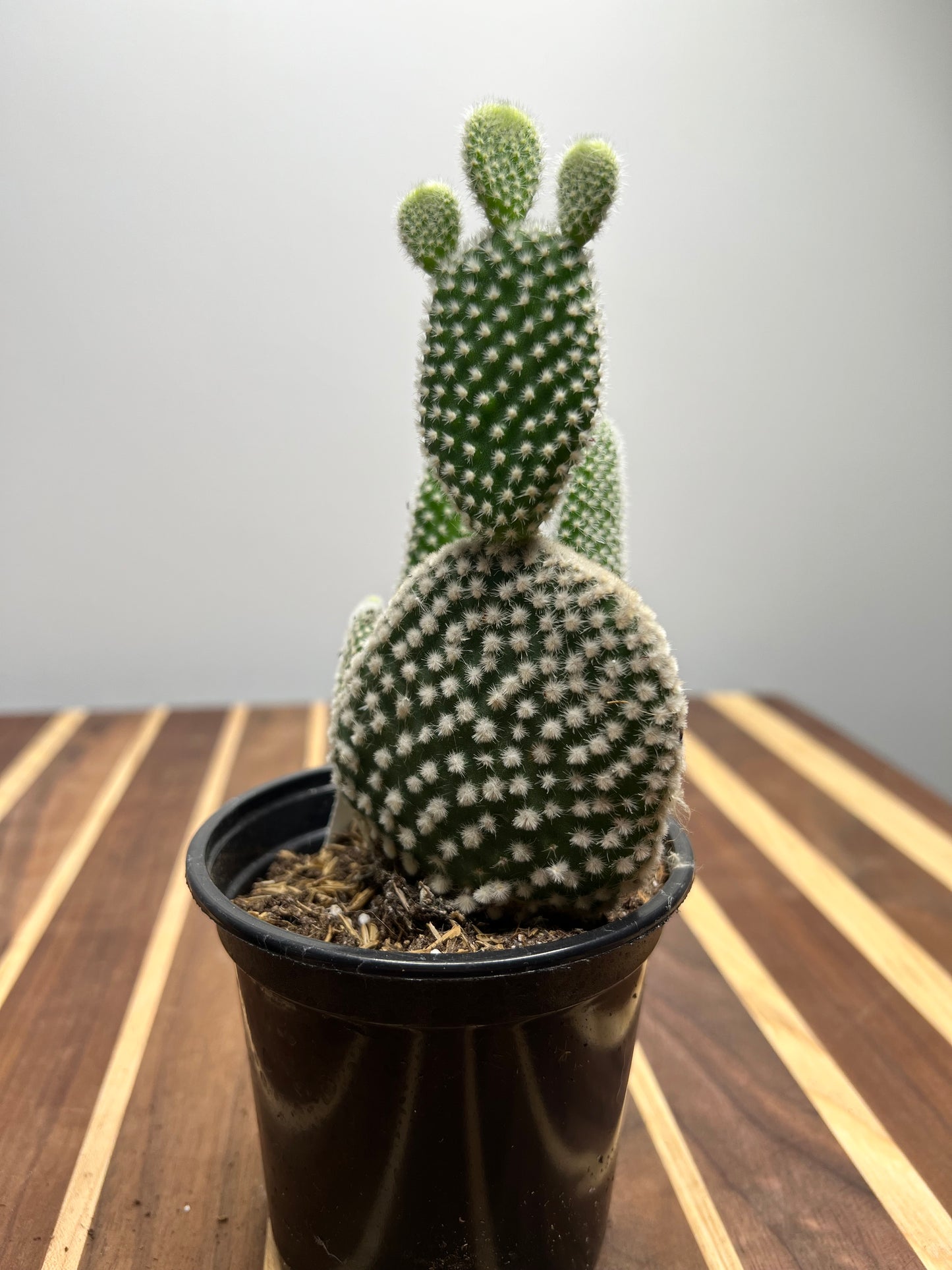 Prickly pear -Bunny ears 4”