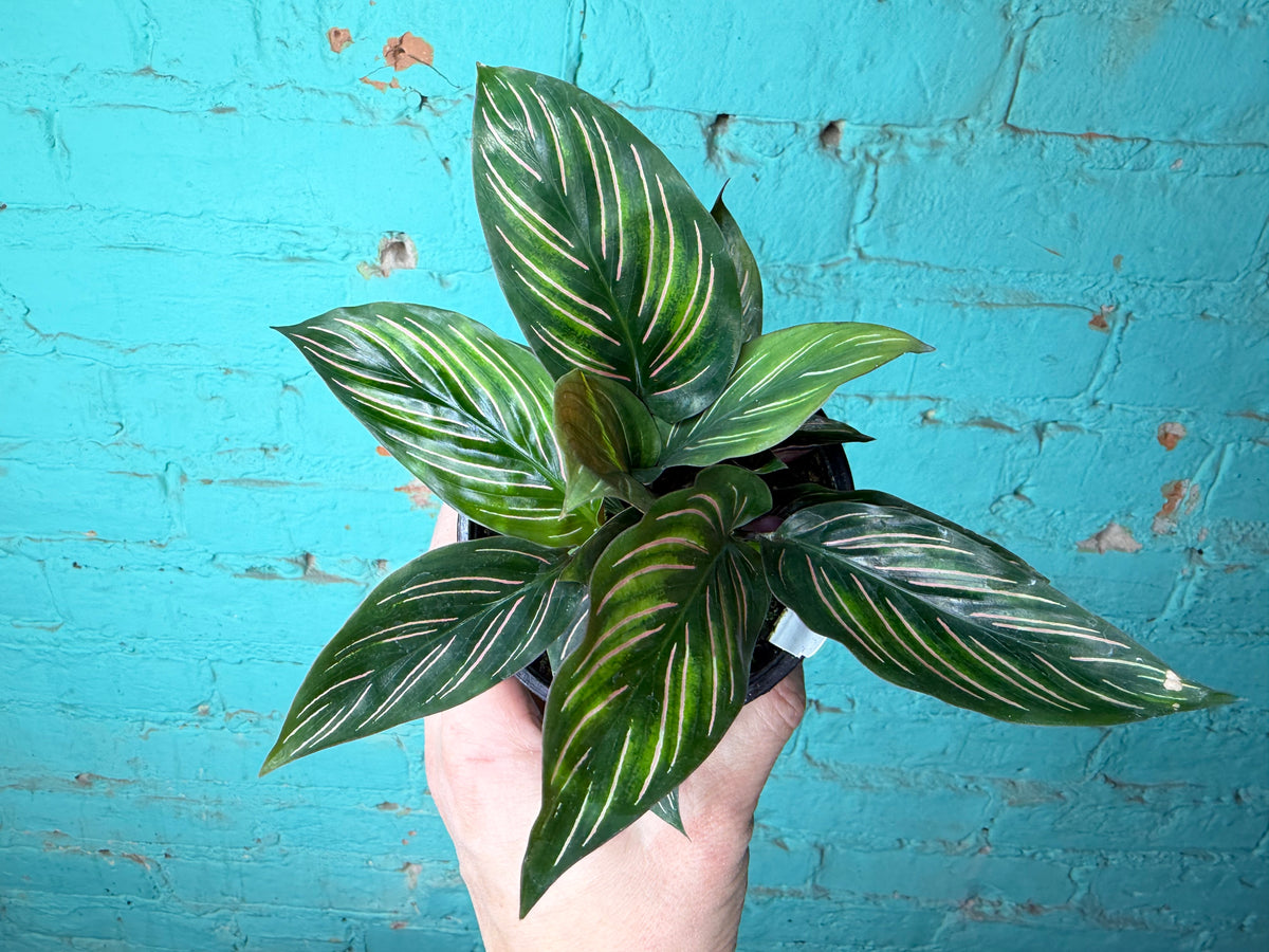 Calathea Orante 4”