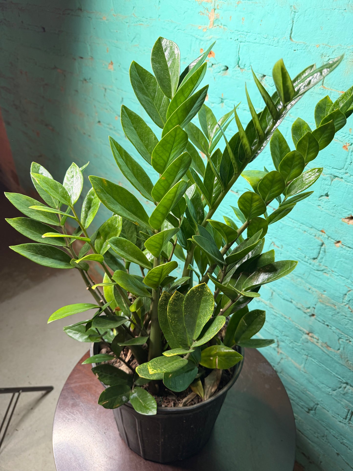 ZZ plant 10”