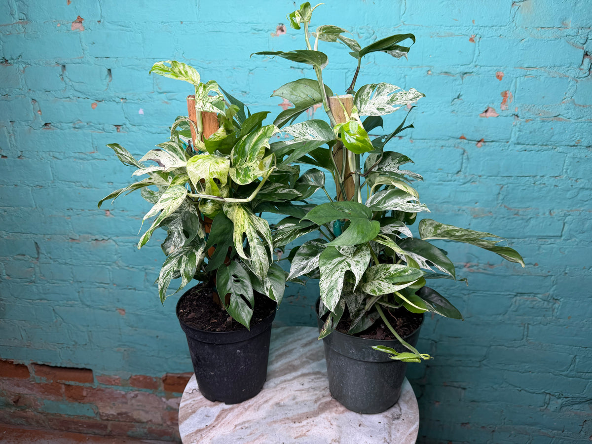 Epipremnum Pinnatum Marble Flame 6” totem