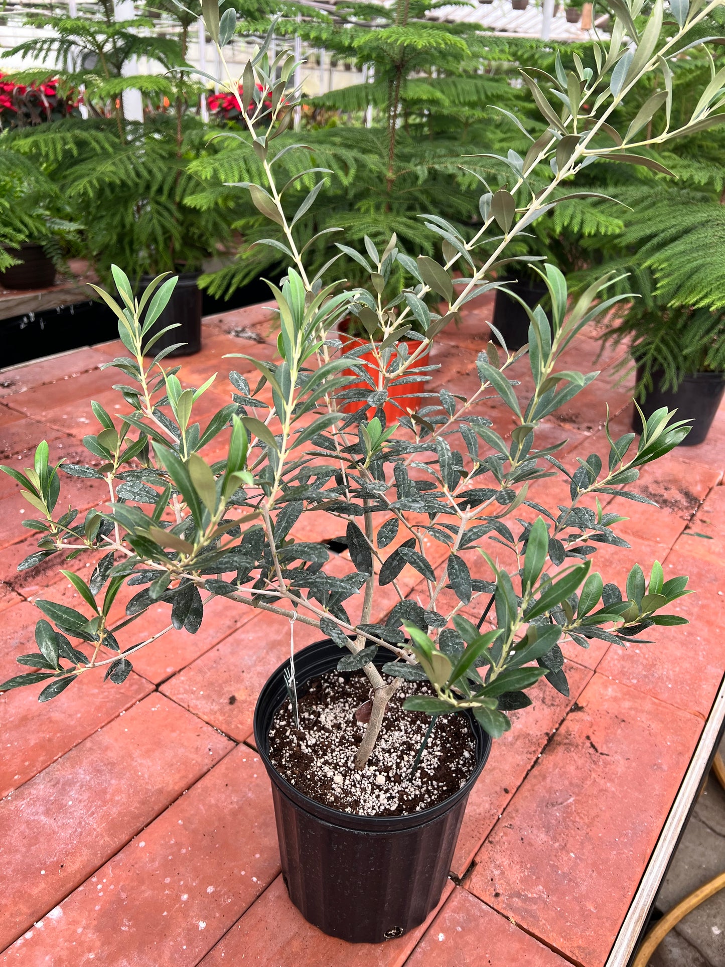 European Olive Tree 6”