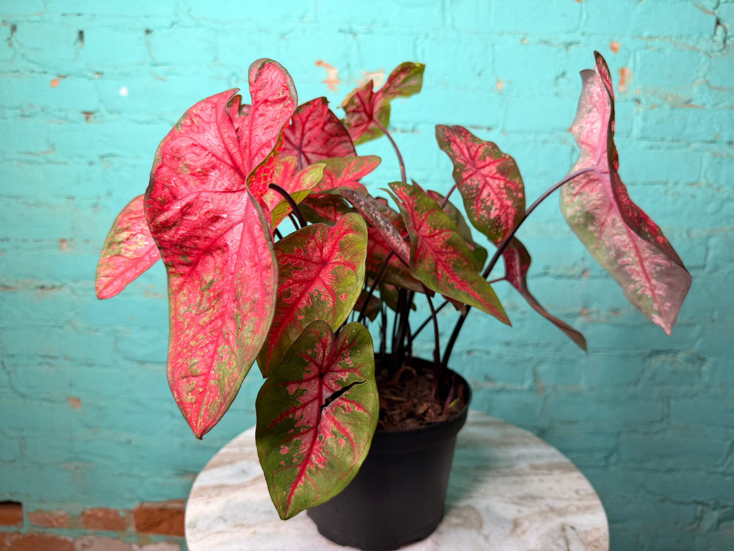 Caladium 6” ‘Lava Glow’