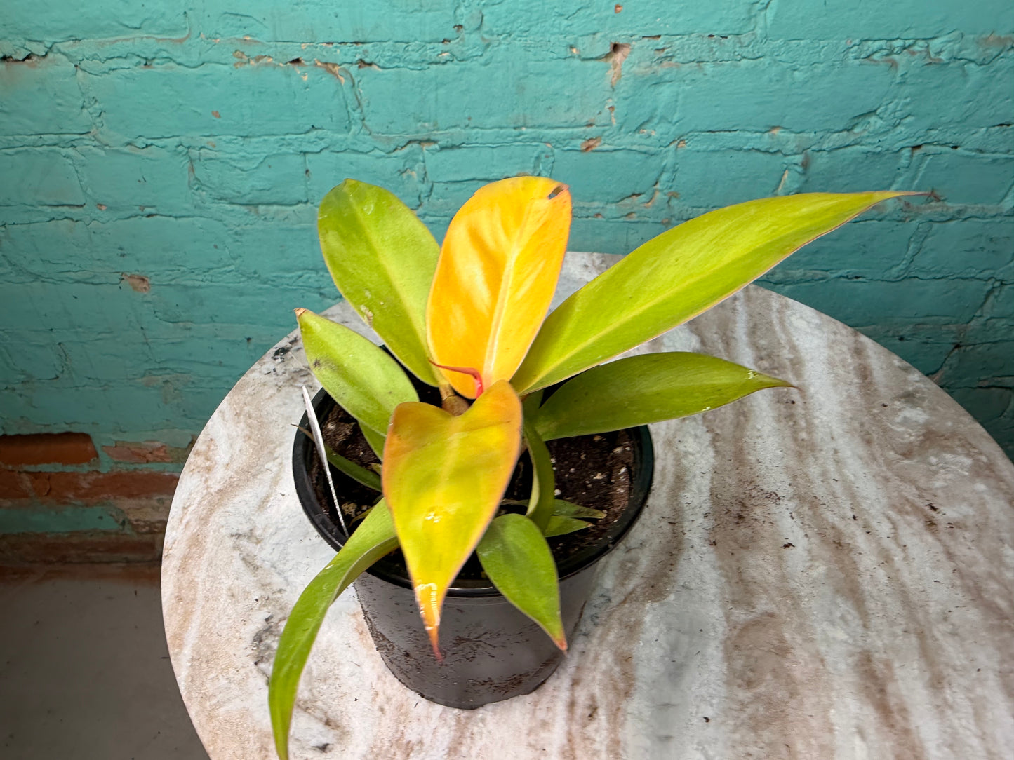 Philodendron Prince Of Orange  4”