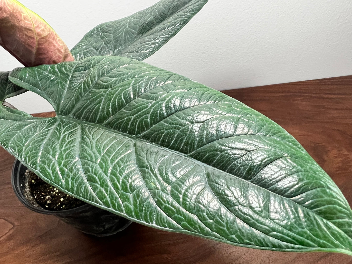 Alocasia scalprum 4”