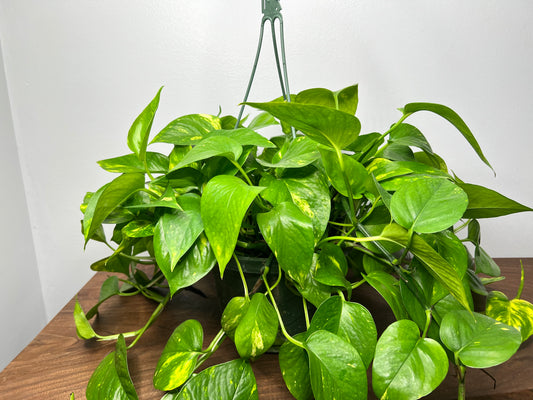 Golden pothos 8” basket
