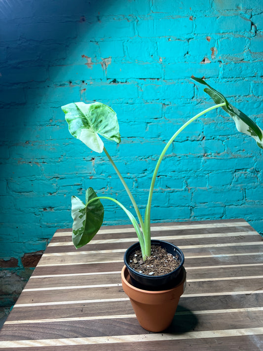 Alocasia-Macrorrhizos Appaloosa Gold