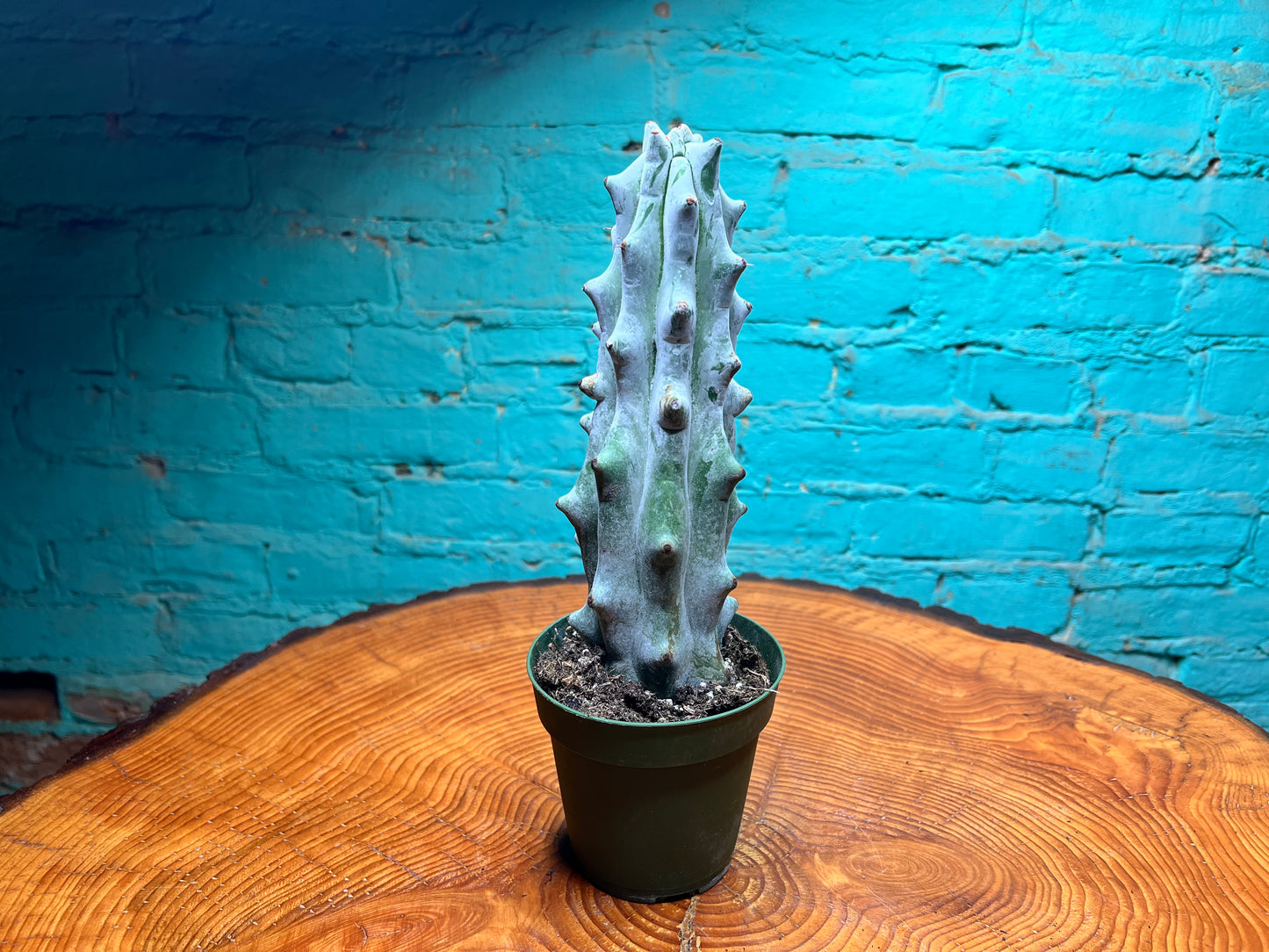 Ghost Boobie Cactus 4”