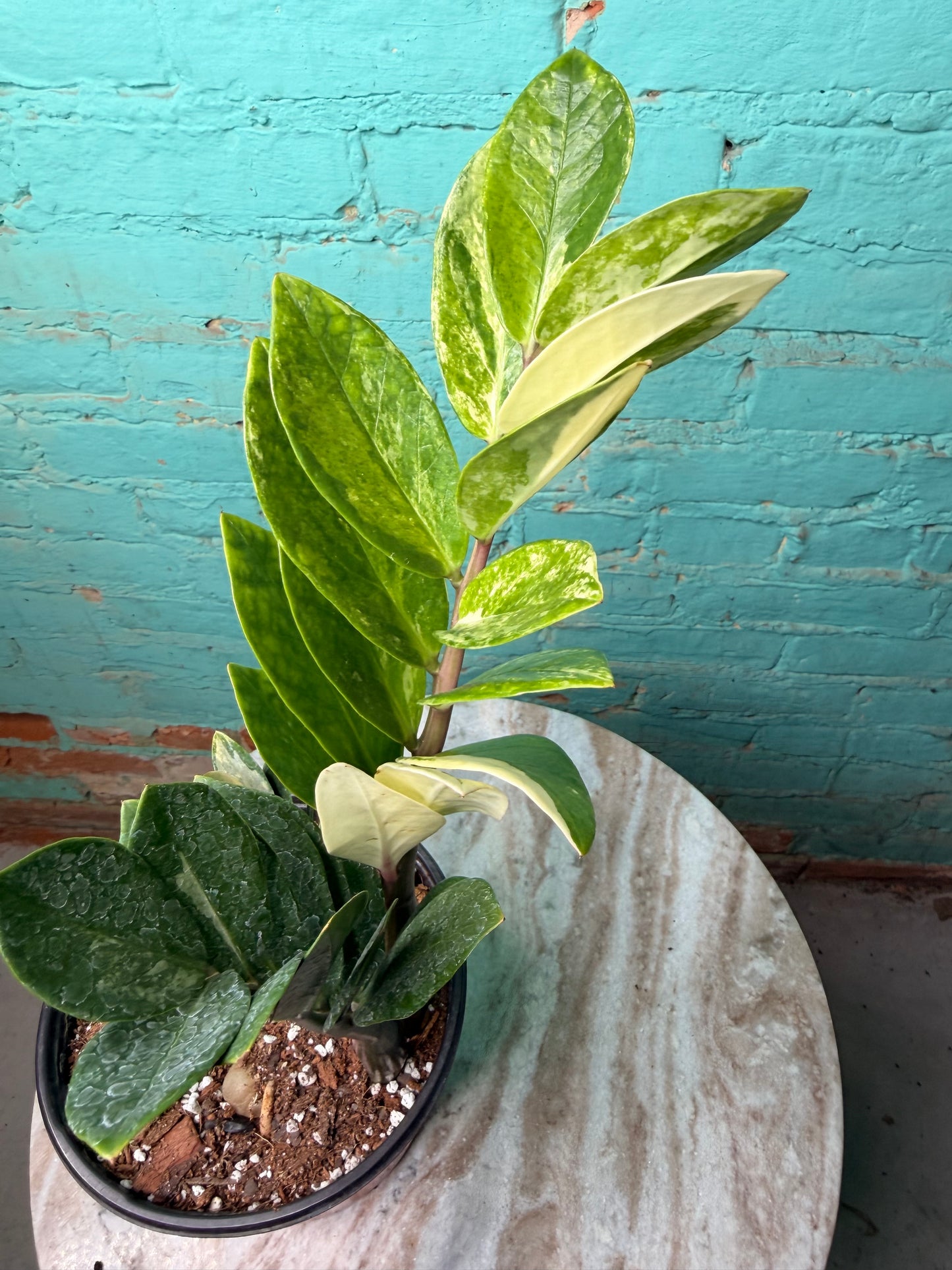 ZZ Plant Albo Variegated