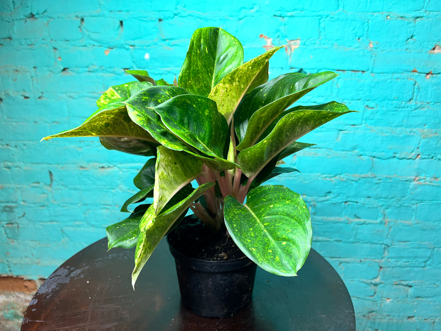 Aglaonema Lotus Delight 6”