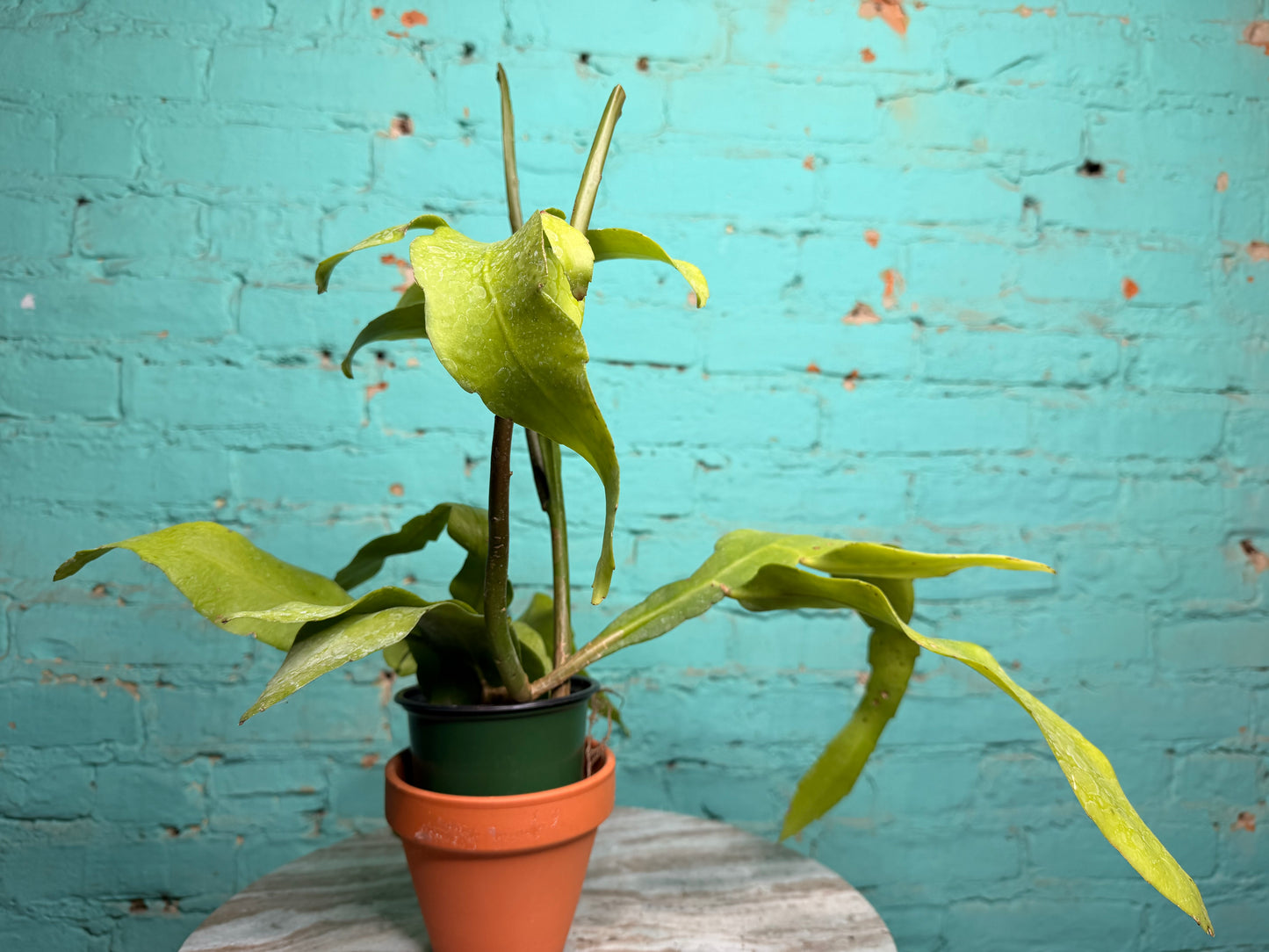 Epiphyllum Oxypetalum- Queen Of The Night
