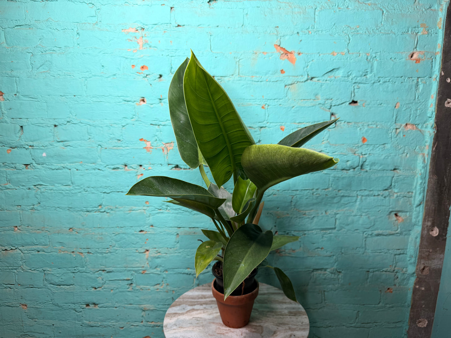 Philodendron Congo Thailand