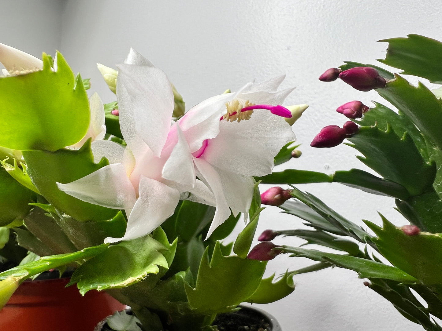 Thanksgiving Cactus 4”