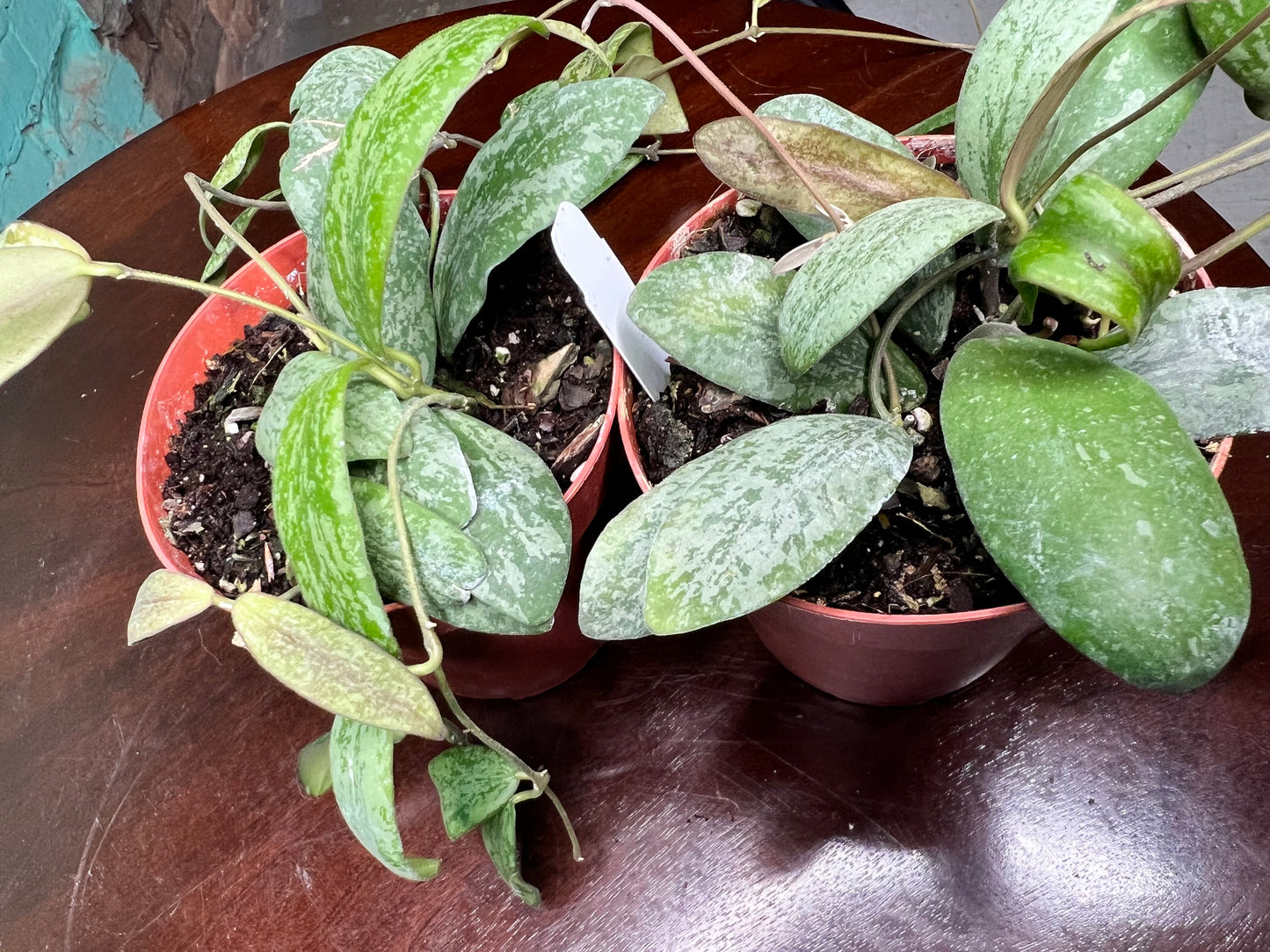 Hoya Sigillatis Silver 4”