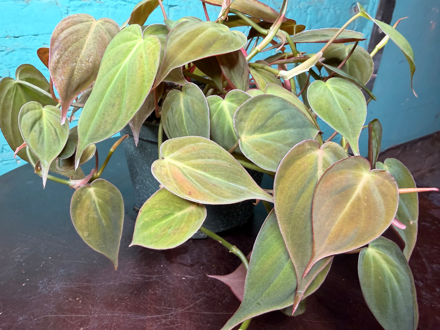 Philodendron Mican 6”