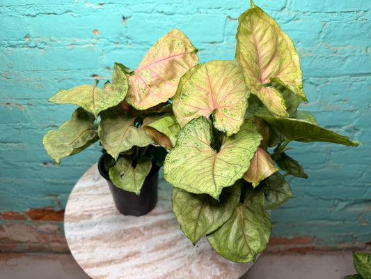 Syngonium ‘Neon Robusta’ 4”