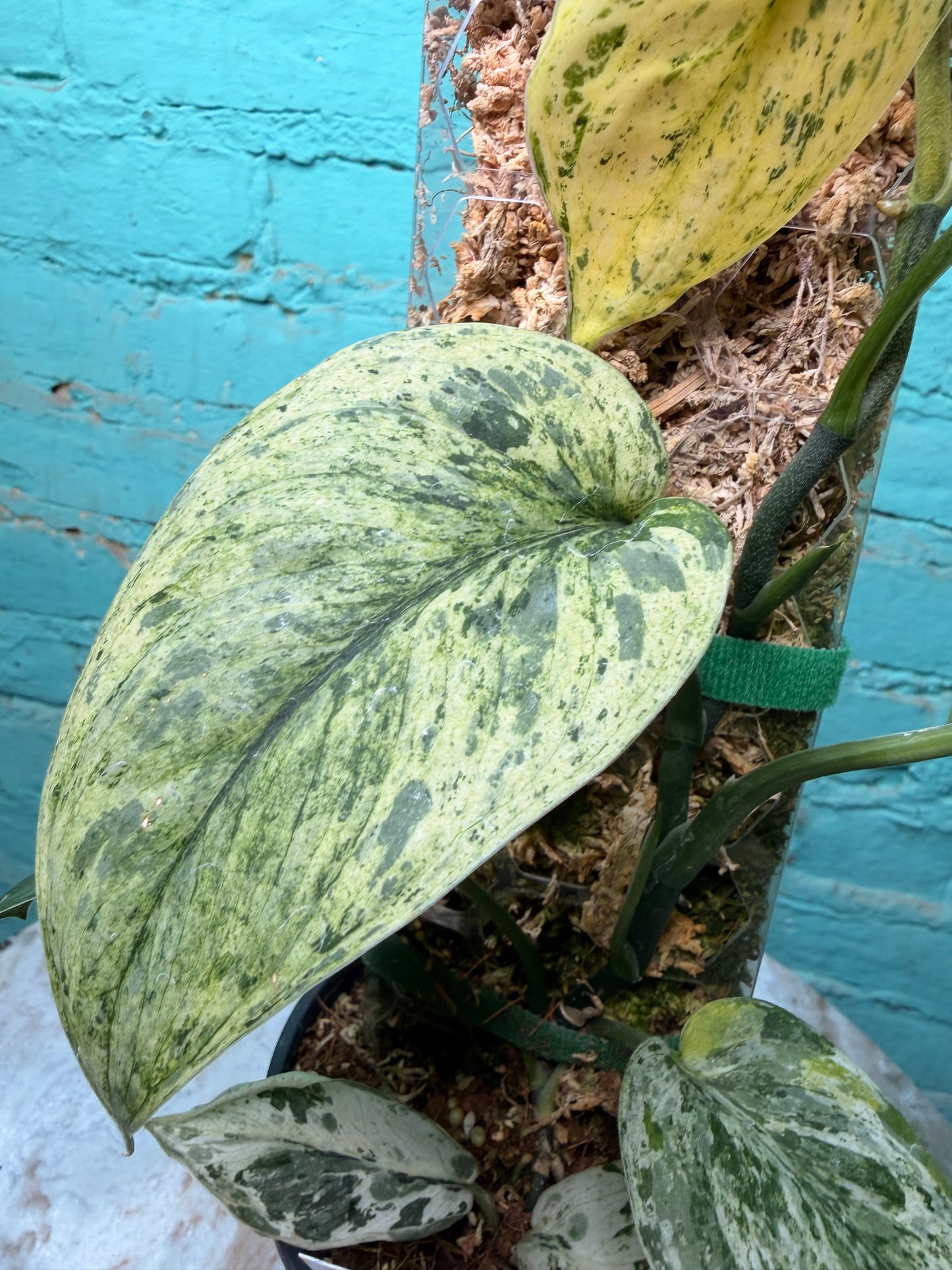 Scindapsus 'Jade Satin' aurea variegated -Moss Pole