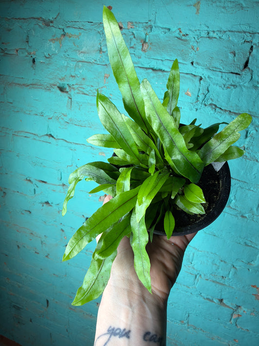 Kangaroo Paw 4”