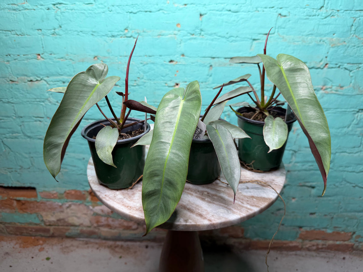 Philodendron atabapoense | Atabapo Philodendron 4”