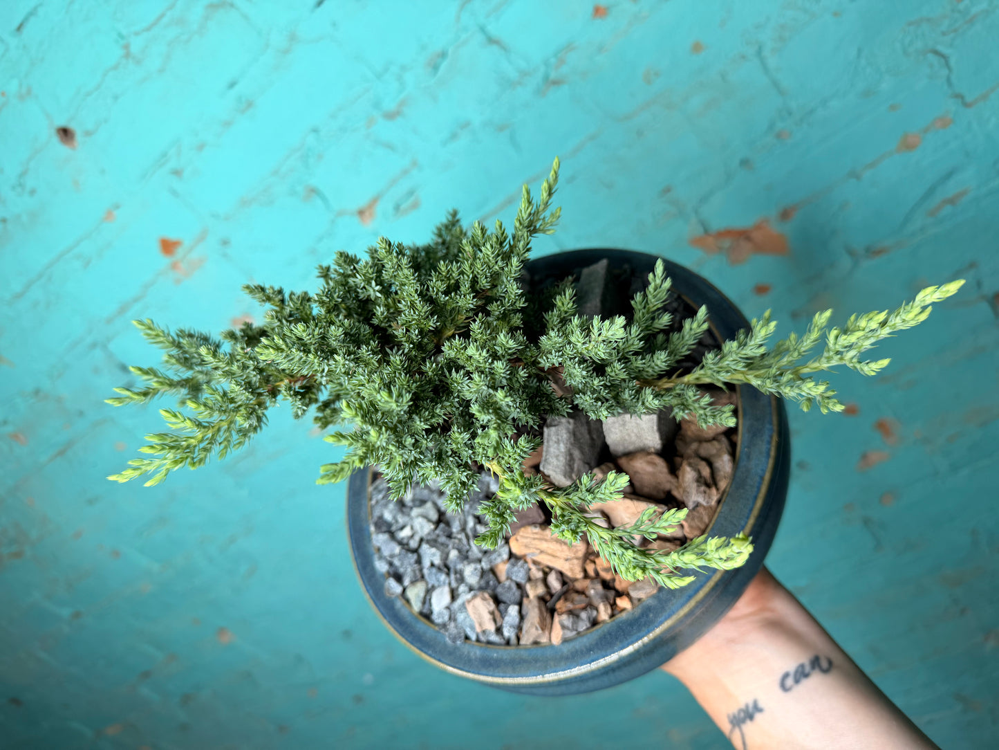 Bonsai tree 8”